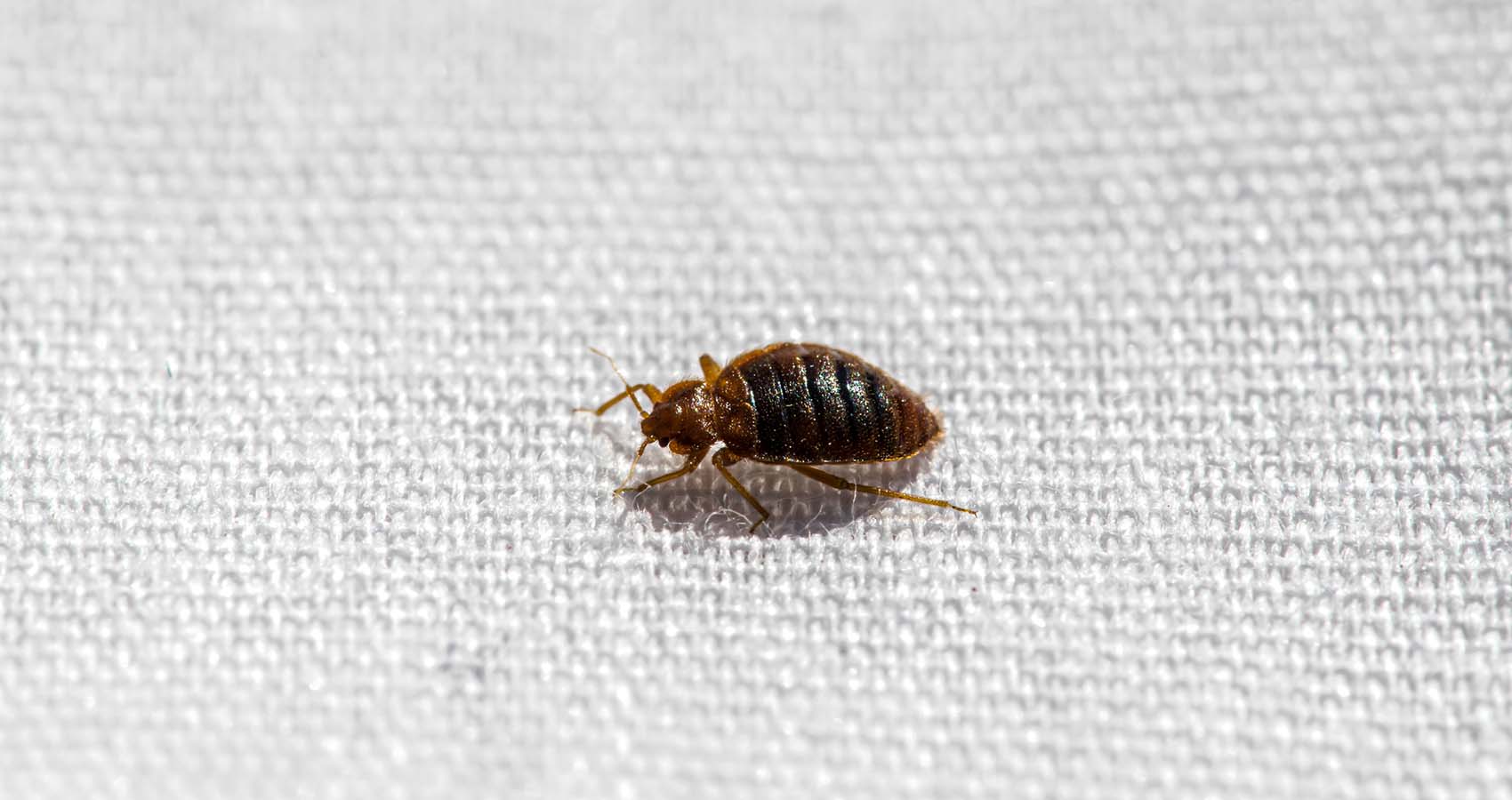 Trusted Bed Bug Company Near Me for Complete Treatment